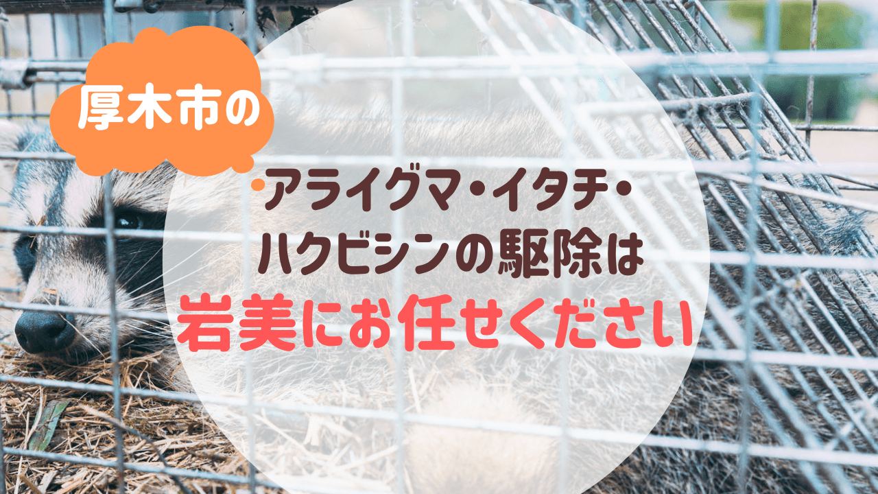 厚木市のアライグマ・イタチ・ハクビシンの駆除は便利屋岩美にお任せください